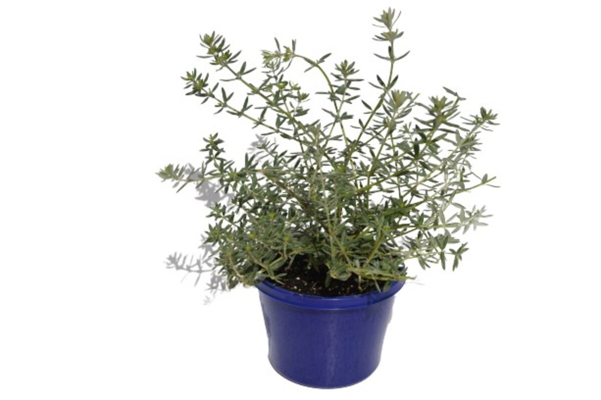 Westringia - Zena 150mm Pot (VN)