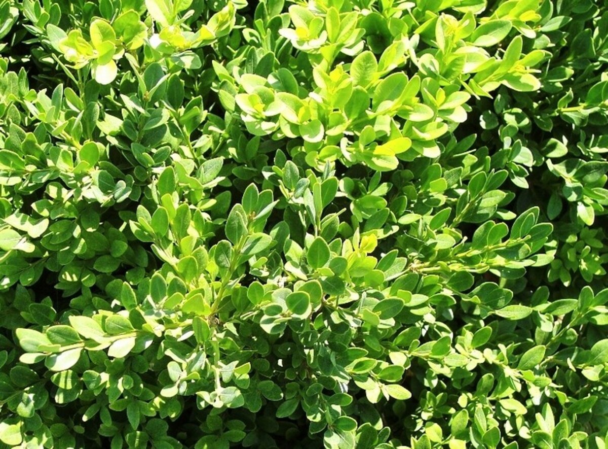 Buxus Japonica - Japanese Box 200mm Pot
