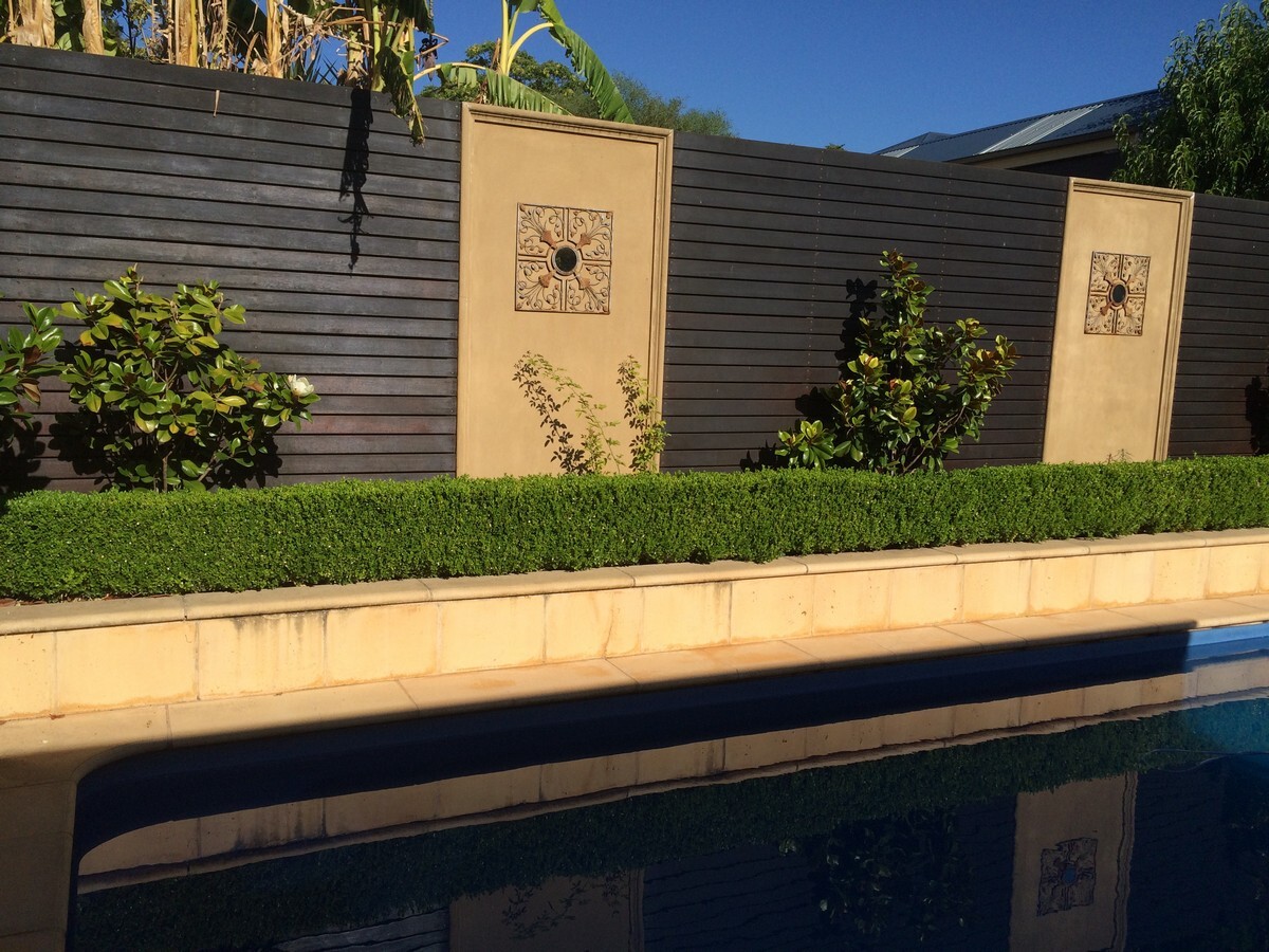 Buxus Japonica - Japanese Box 200mm Pot
