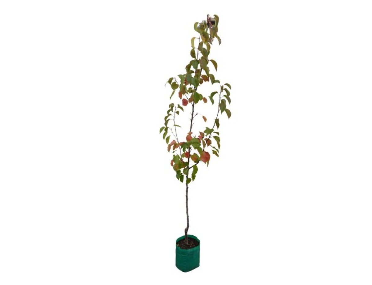 Pyrus - Festivity 230mm Bagged
