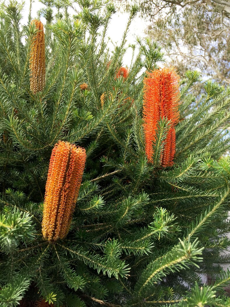 Banksia - Heath Banksia 150mm Pot (VN)