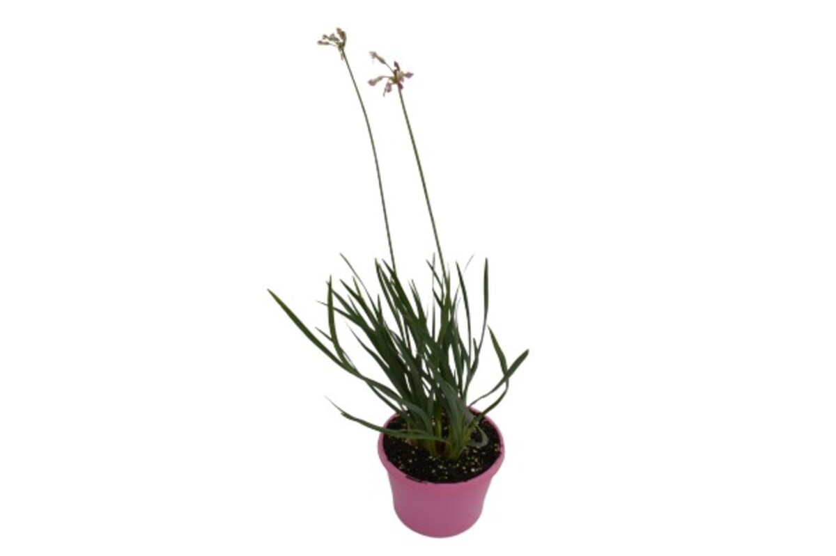 Tulbaghia - Ashanti Pearl 150mm Pot (VN)