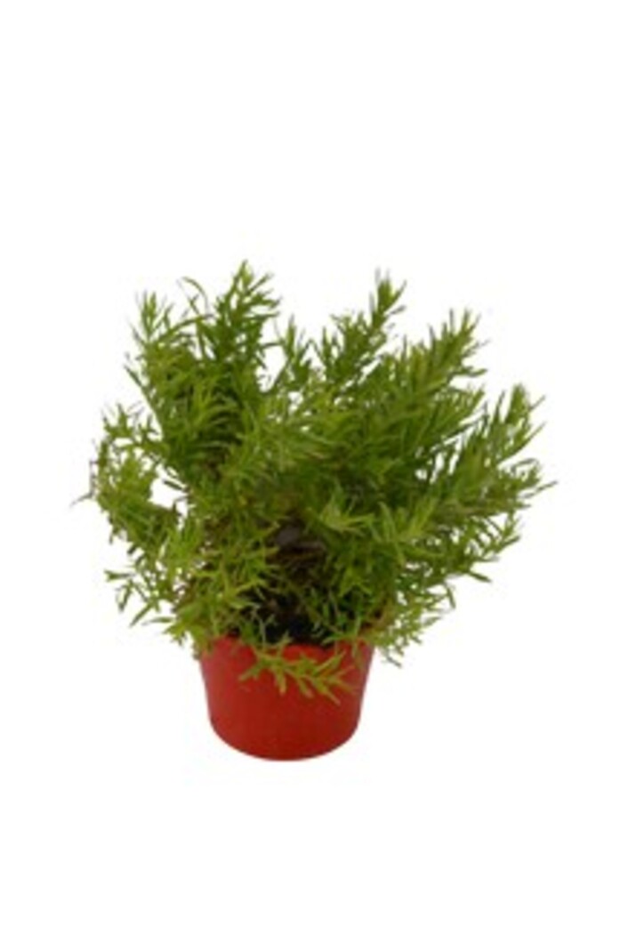 Grevillea - Gold Rush 150mm Pot (VN)