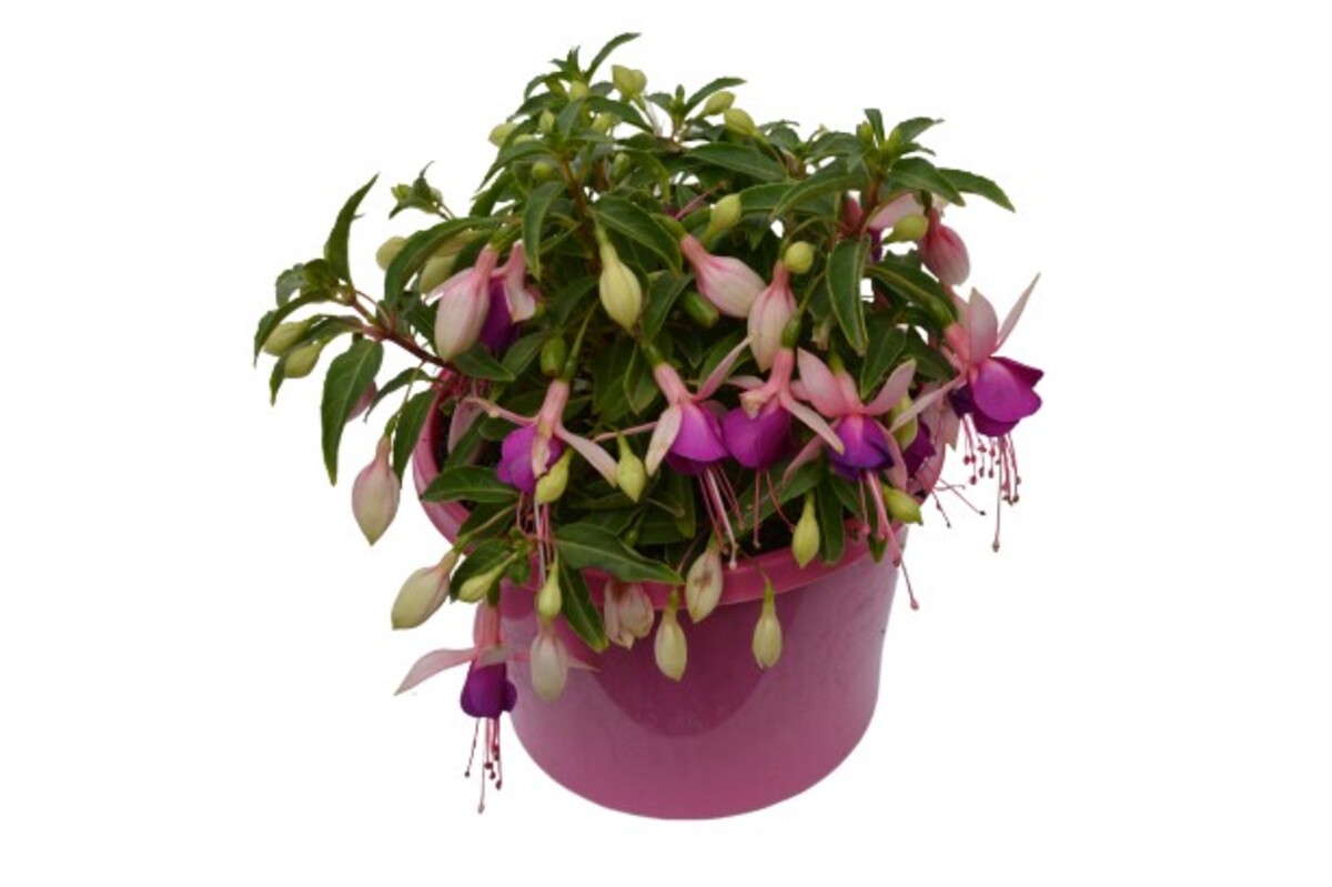 Fuchsia - Bella Mariska 150mm Pot (VN)