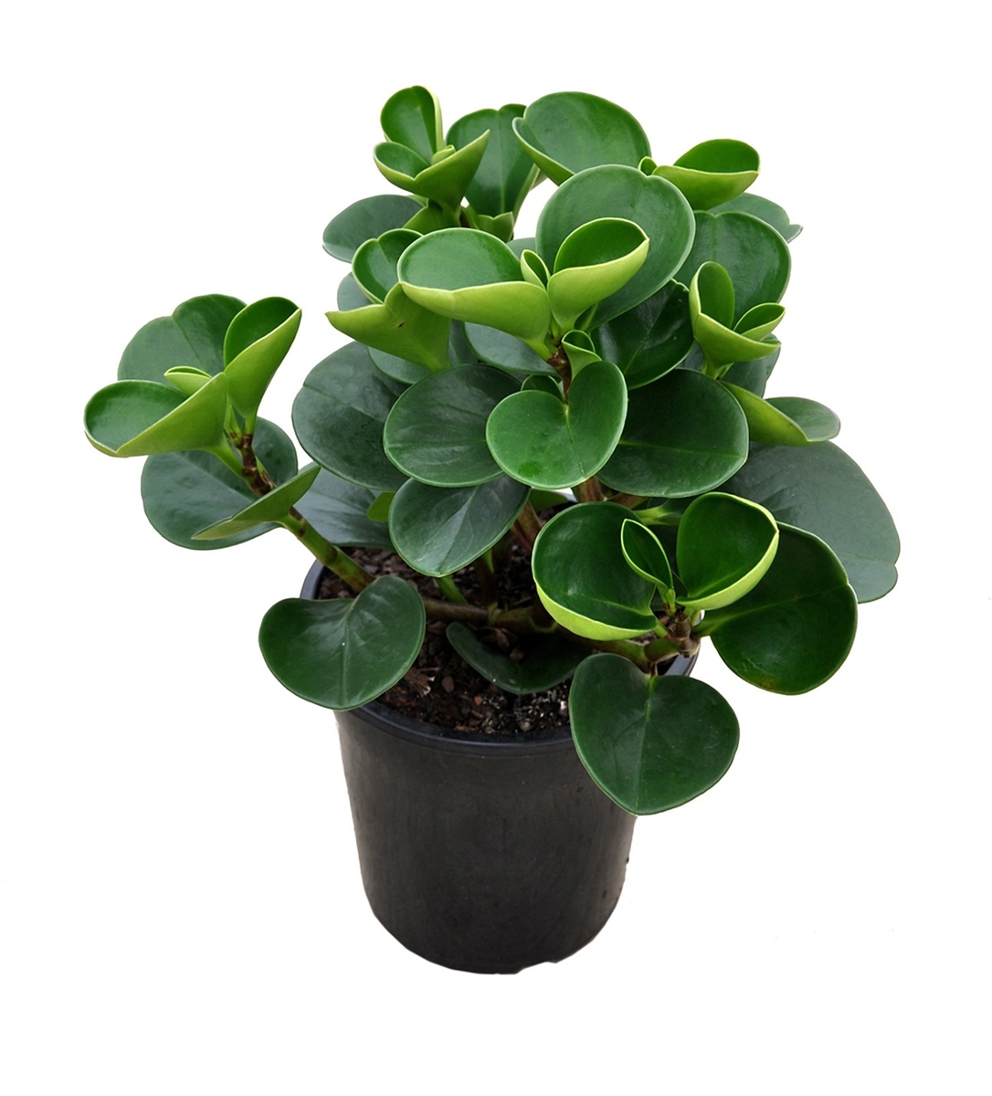 Peperomia Jade - Baby Rubber Plant 150mm Pot (VN)