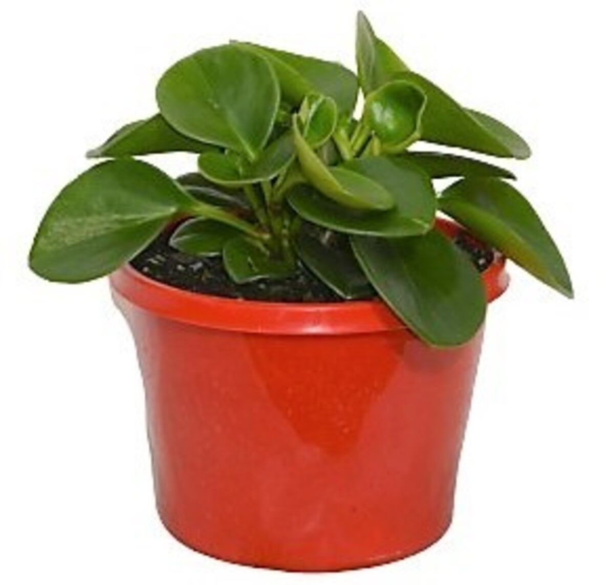Peperomia Jade - Baby Rubber Plant 150mm Pot (VN)