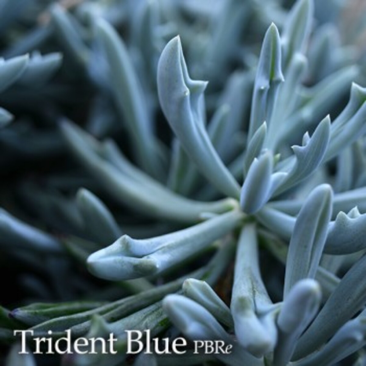 Senecio - Chalky Blue Trident 150mm Pot
