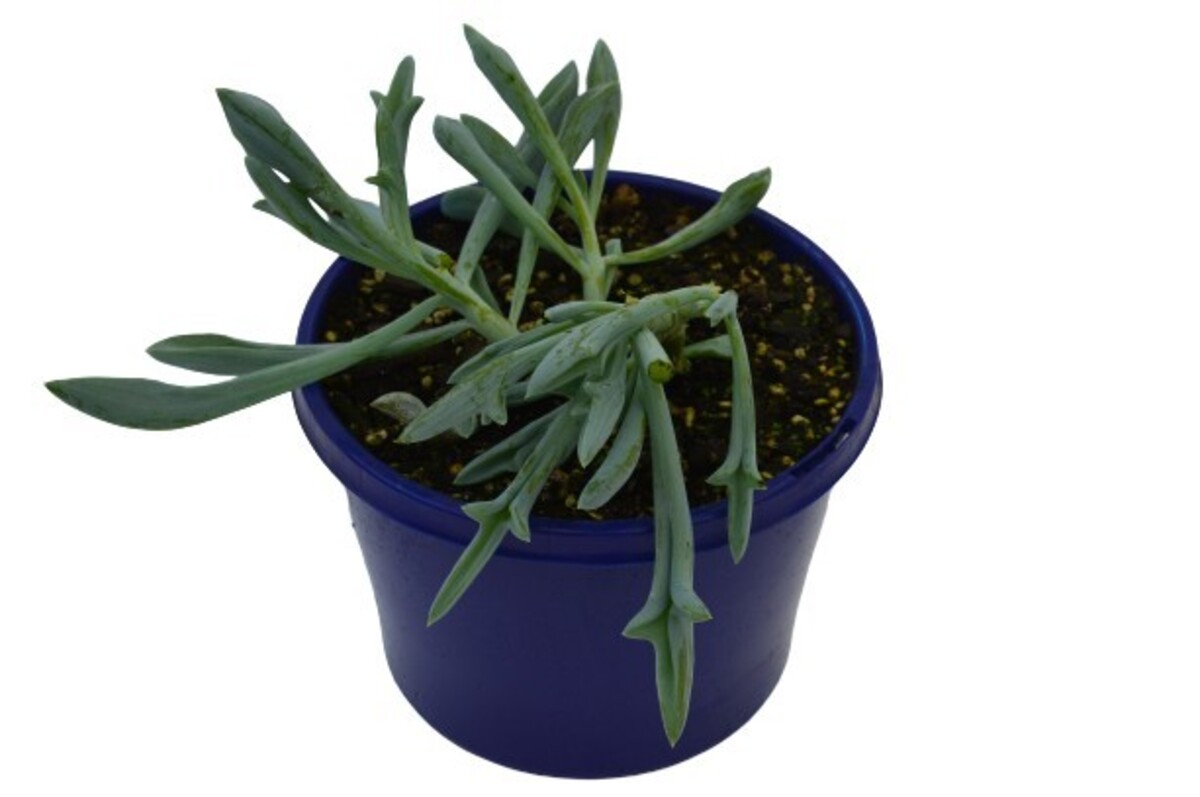 Senecio - Chalky Blue Trident 150mm Pot
