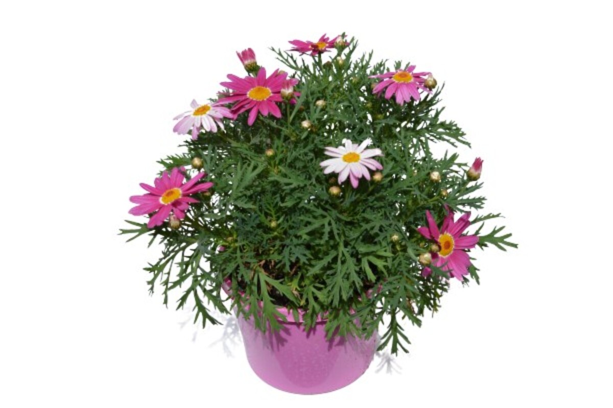 Argyranthemum - Sublime Pink 150mm Pot (VN)