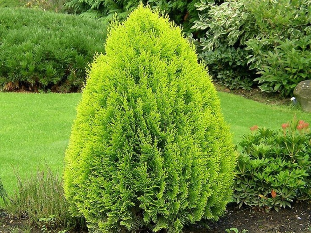 Thuja Orientalis - Golden Biota 150mm Pot (VN)