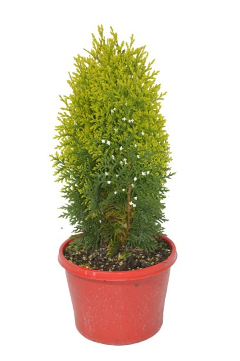 Thuja Orientalis - Golden Biota 150mm Pot (VN)