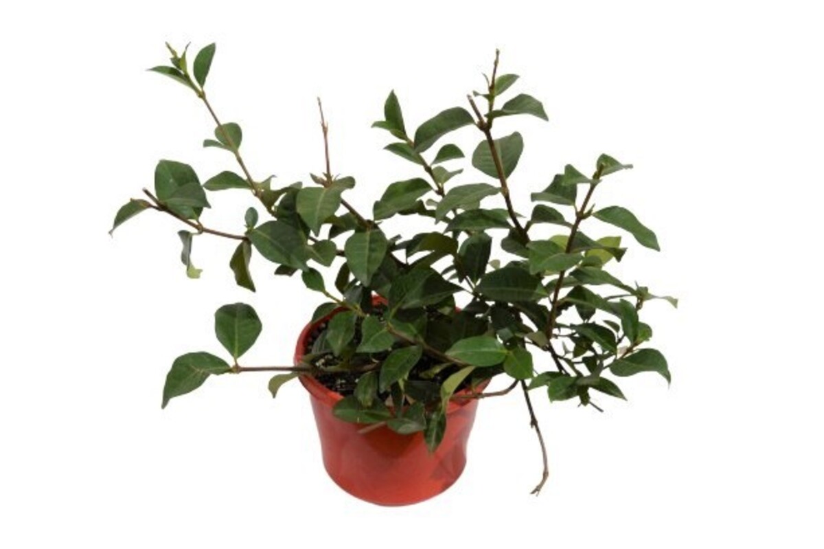 Trachelospermum - Flat Mat 150mm Pot (VN)