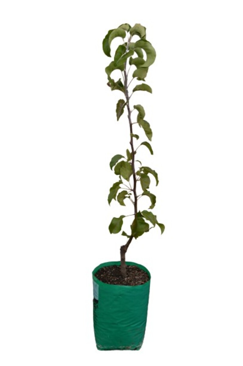 Pyrus - Mini Capital Pear 230mm Bagged
