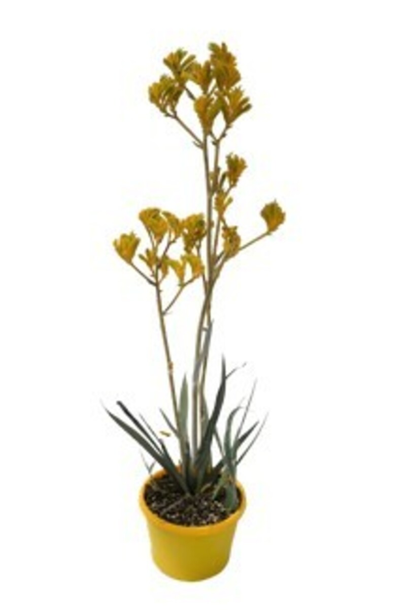 Anigozanthos Hybrid Bush Fire 150mm (VN)