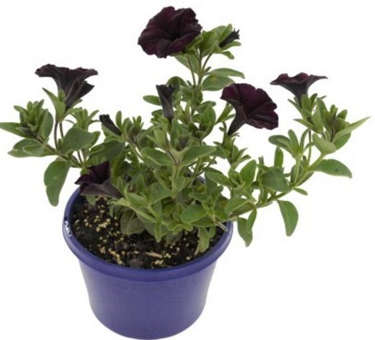 Petchoa SuperCal Premium - Bordeaux 150mm Pot (VN)