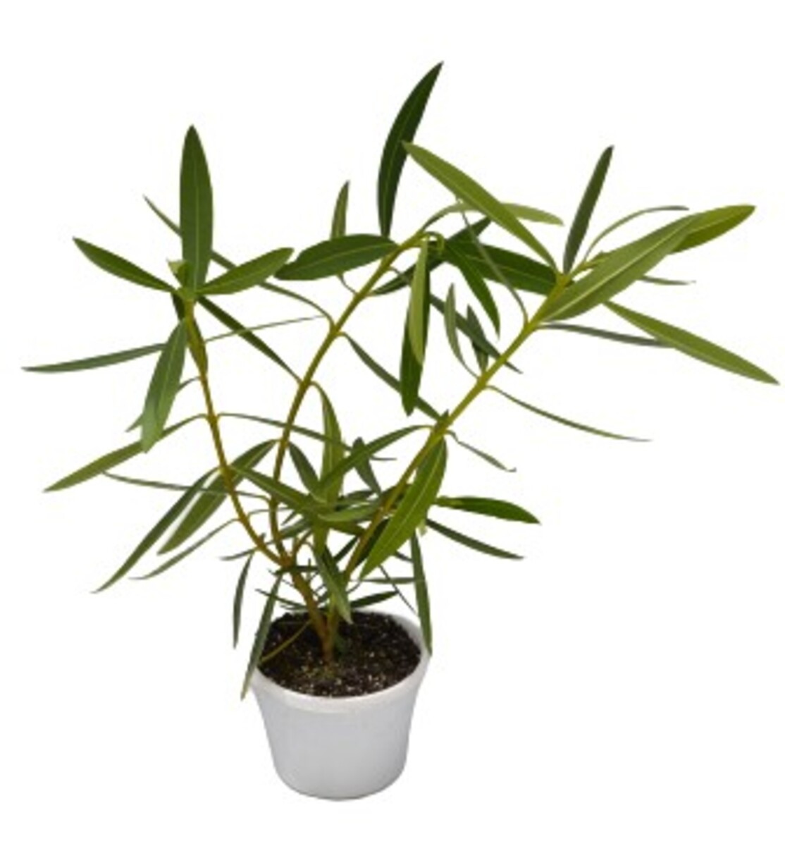 Oleander - Madoni Grandiflorum White 150mm Pot (VN)