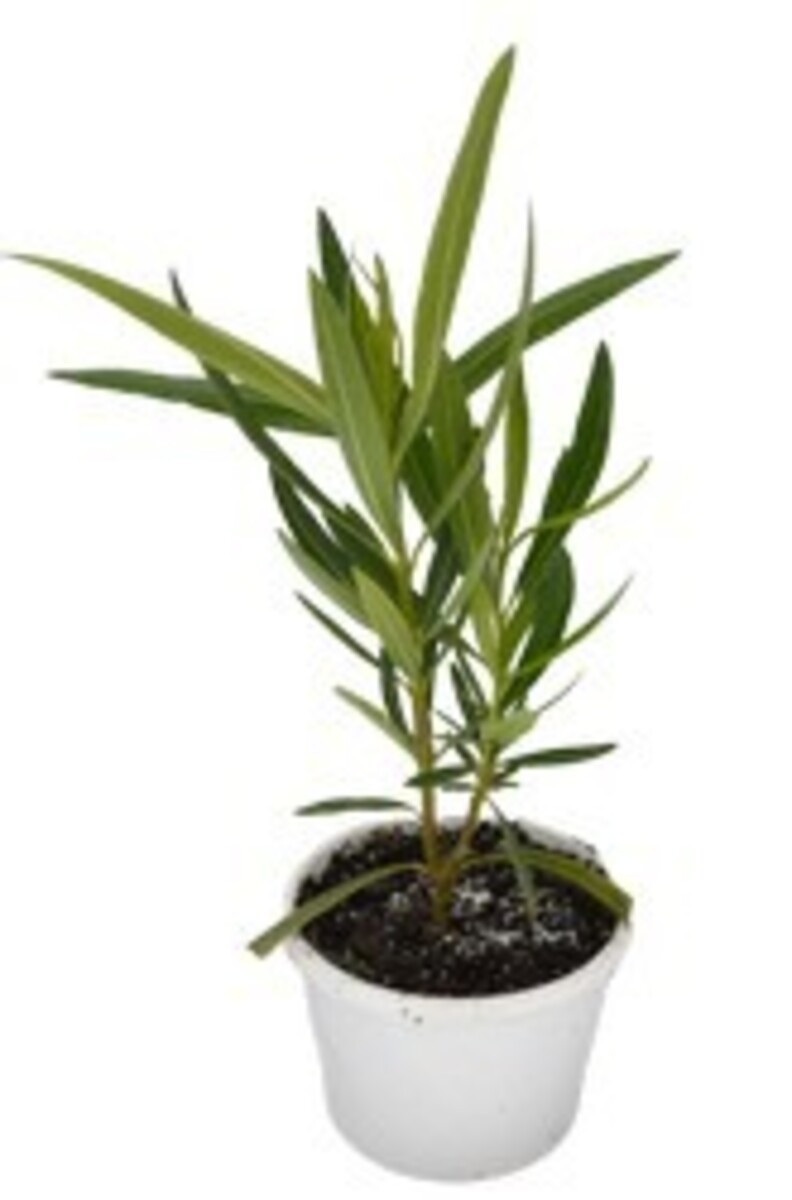Oleander - Vanilla Cream 150mm Pot