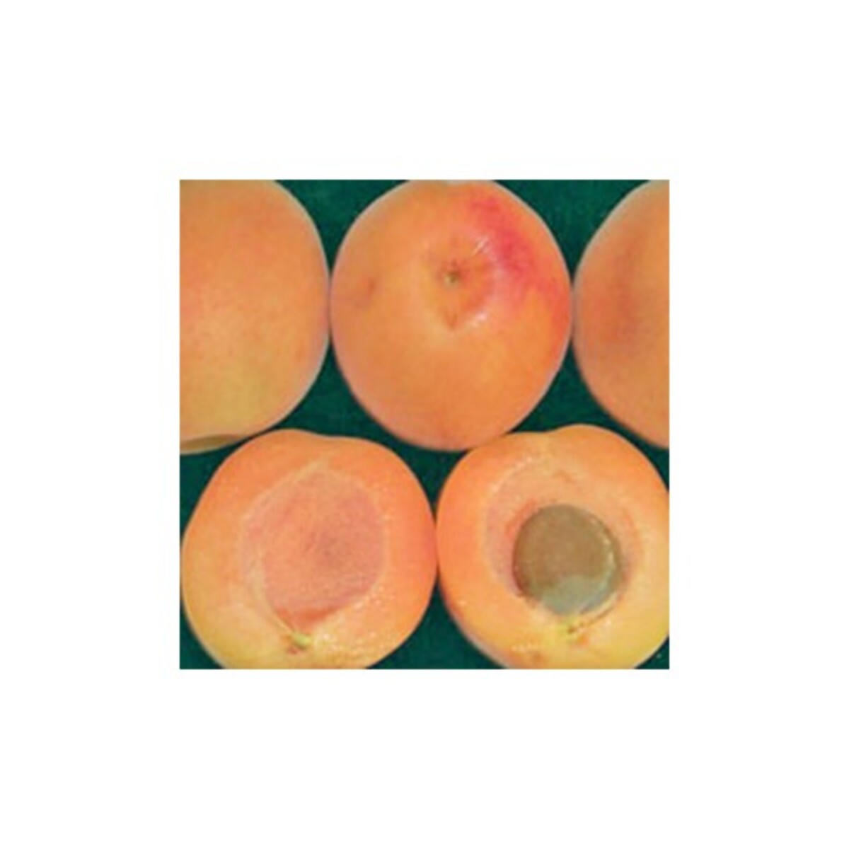 Apricot - Hunter - Wrapped Bag*