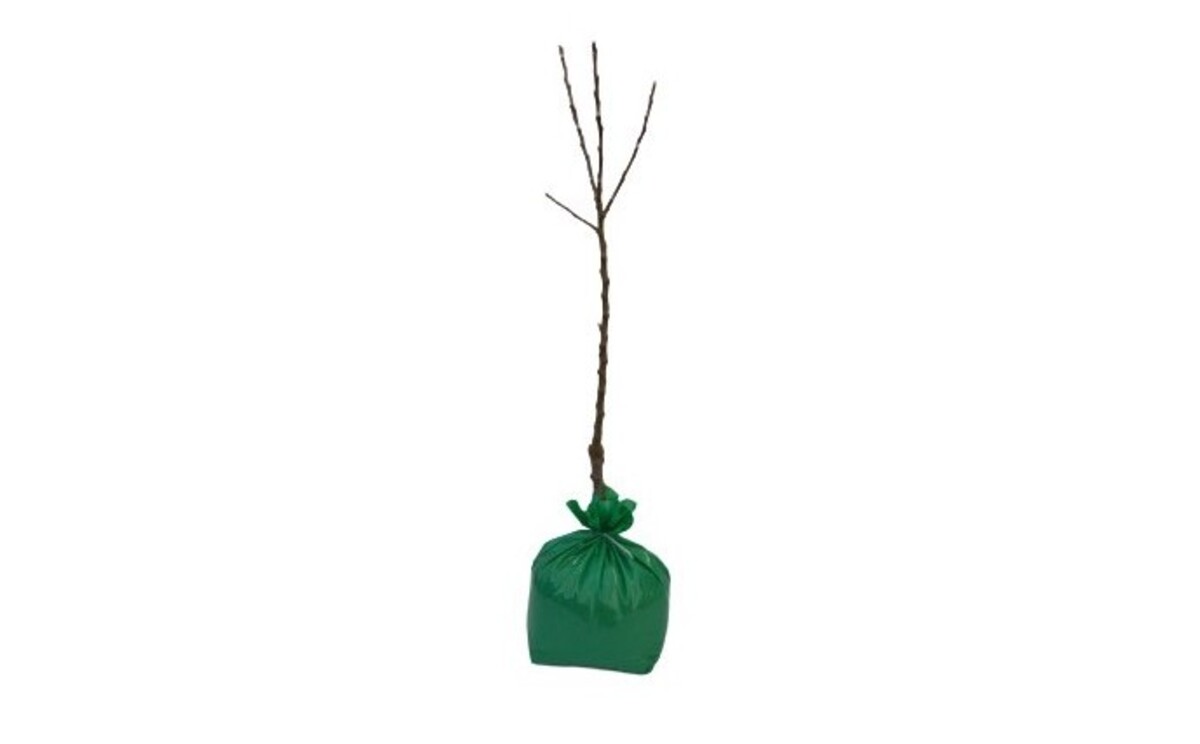 Wrapped Bag Bare-rooted Tree