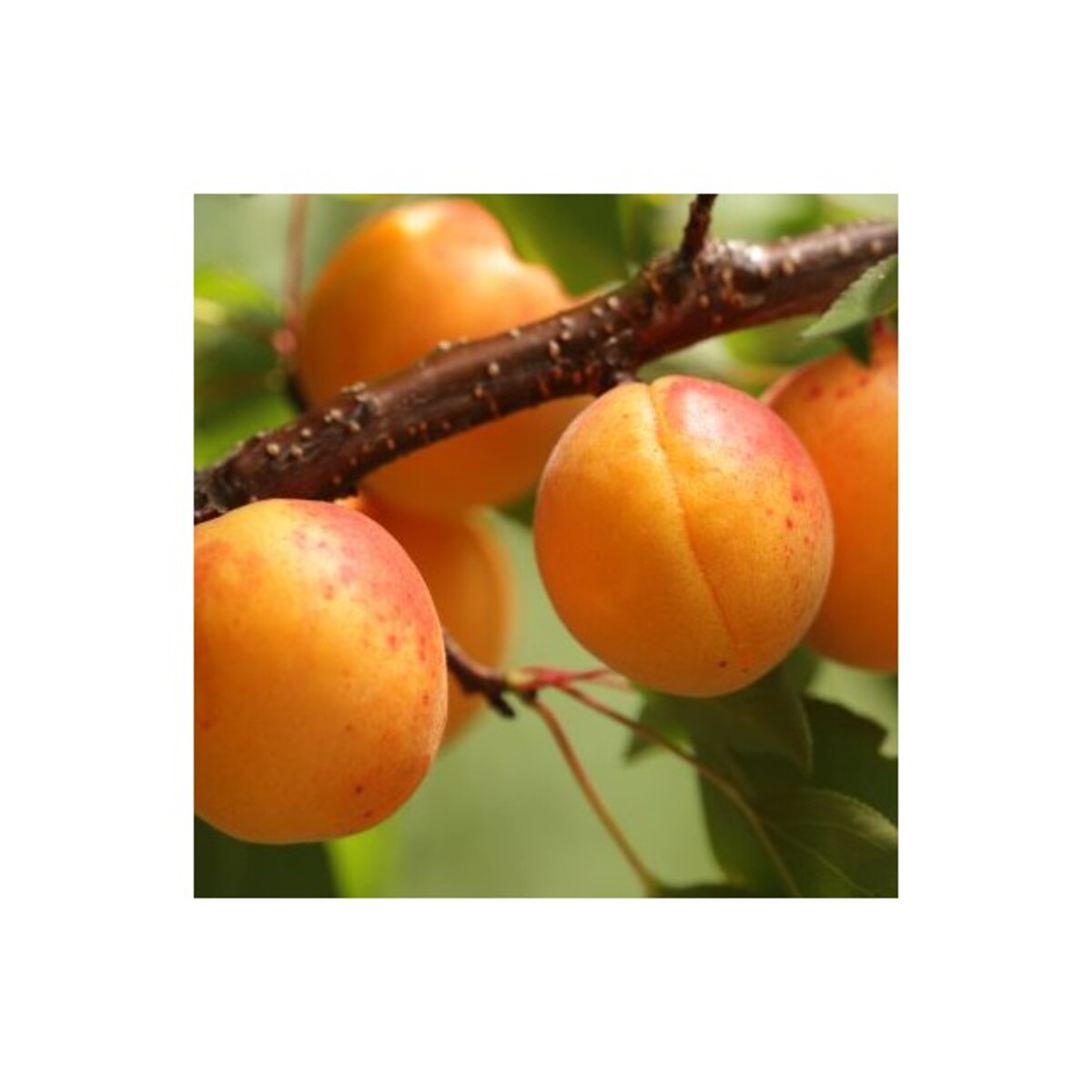 Apricot - Early Divinity - Wrapped Bag