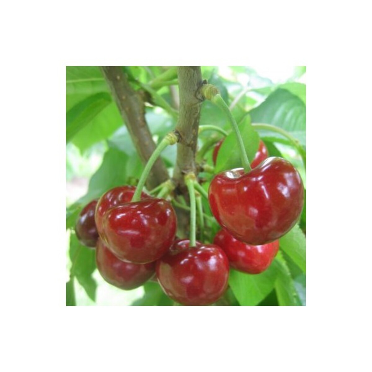 Cherry - Van - Wrapped Bag*