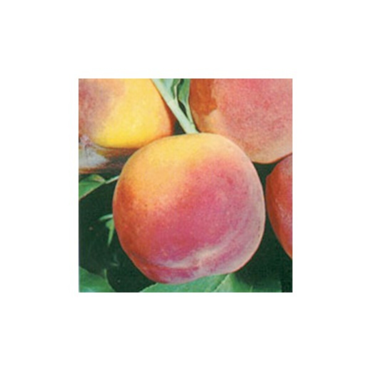 Peach - Elberta - Wrapped Bag*