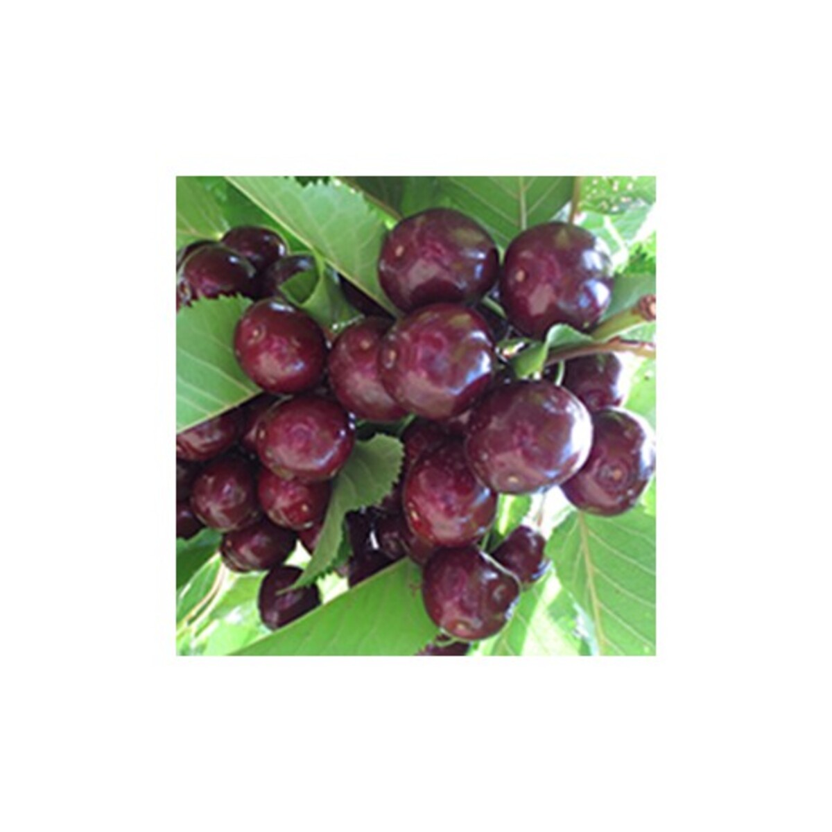 Cherry - Sir Don Dwarf - Wrapped Bag*