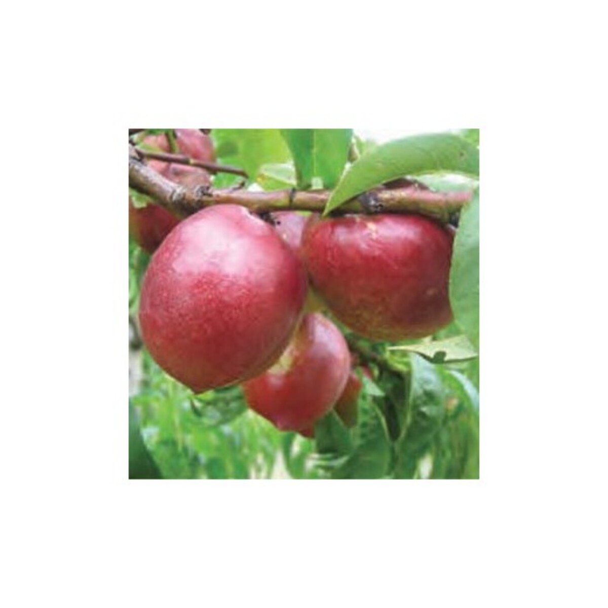 Nectarine - Peacharine Dwarf - Wrapped Bag