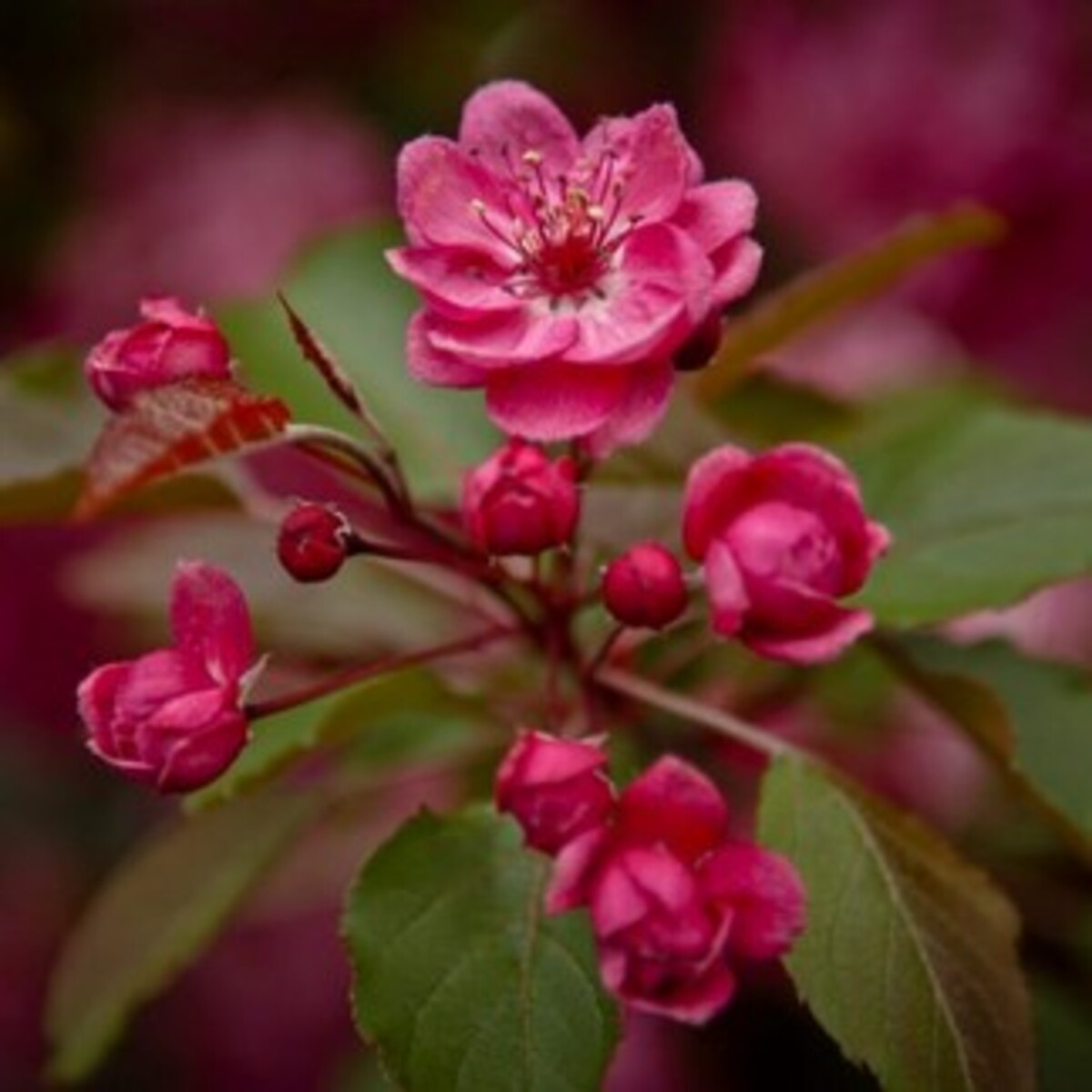 Malus - Wychwood Ruby - Wrapped Bag