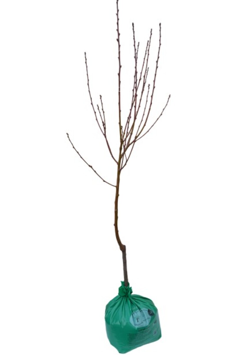 Pyrus Glens Form - Flowering Ornamental Pear - Wrapped Bag