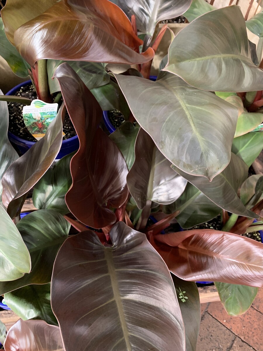 Philodendron - Imperial Red 200mm Pot (VN)