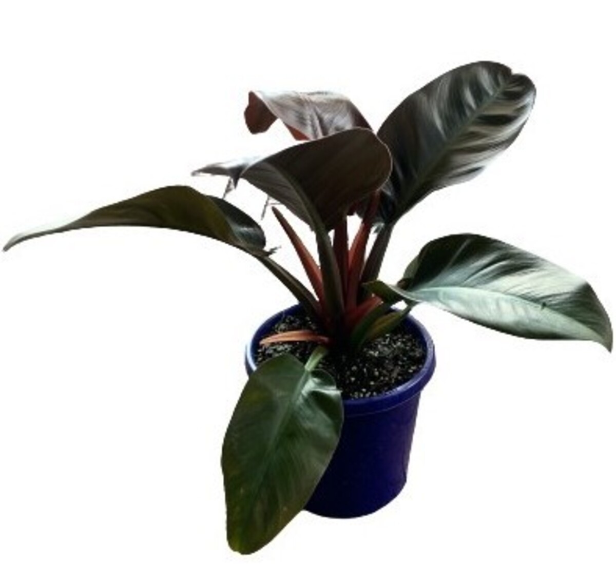 Philodendron - Imperial Red 200mm Pot (VN)