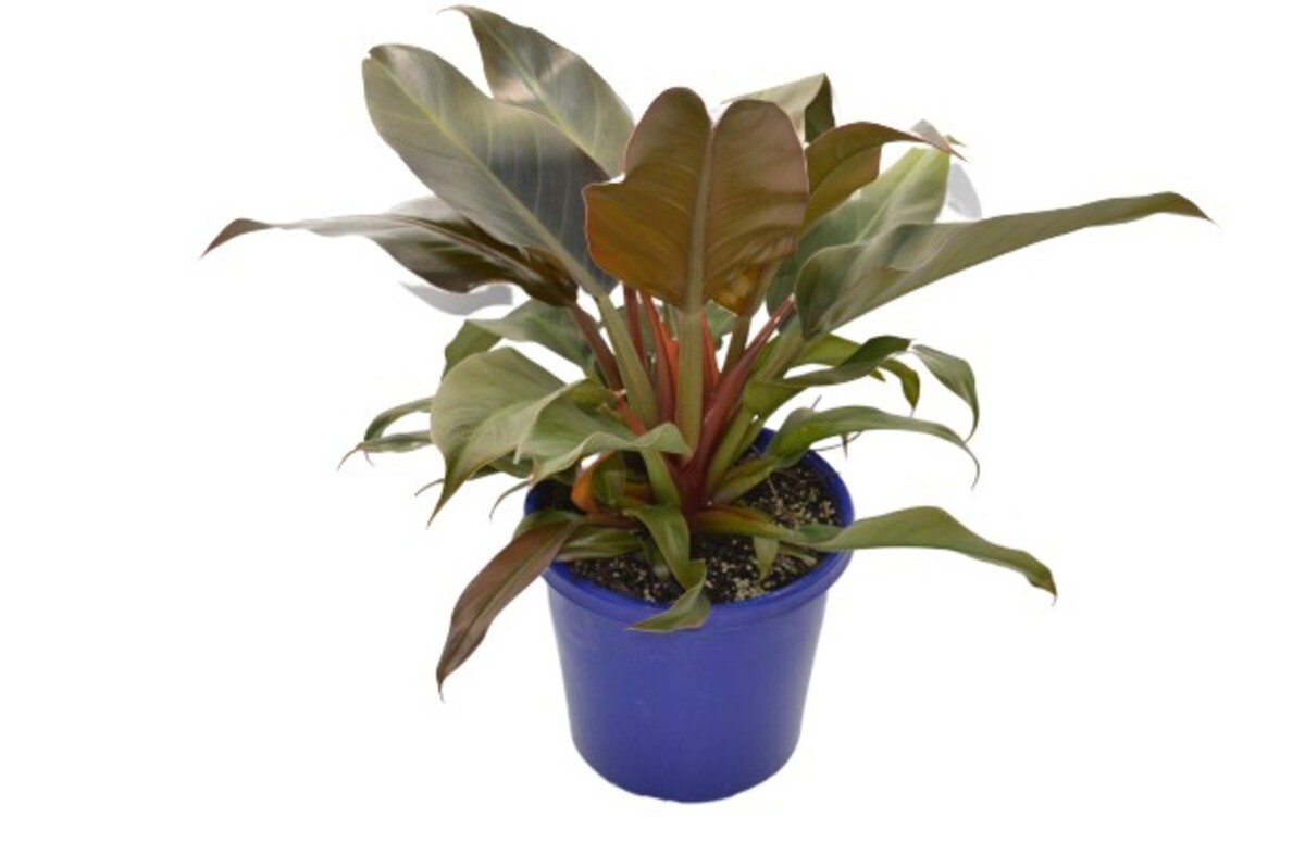 Philodendron - Autumn 200mm Pot (VN)