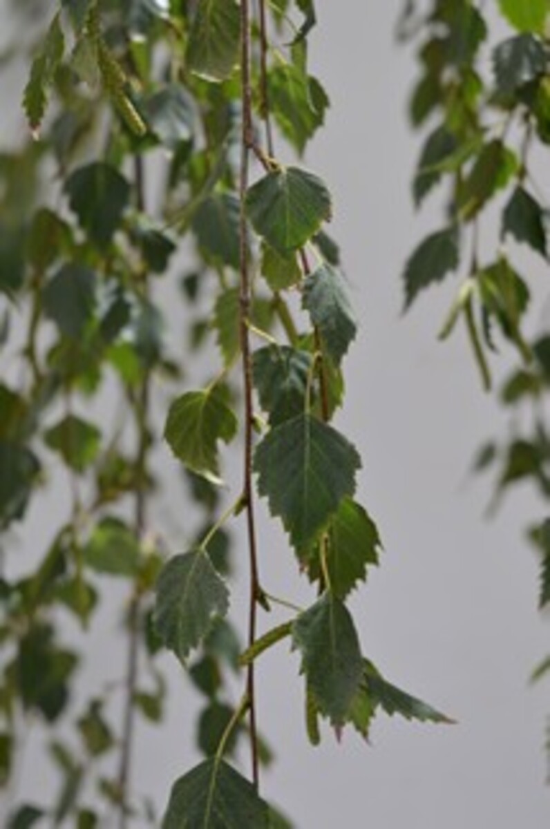 Betula Pendula Youngii Tall - Weeping 500mm VN