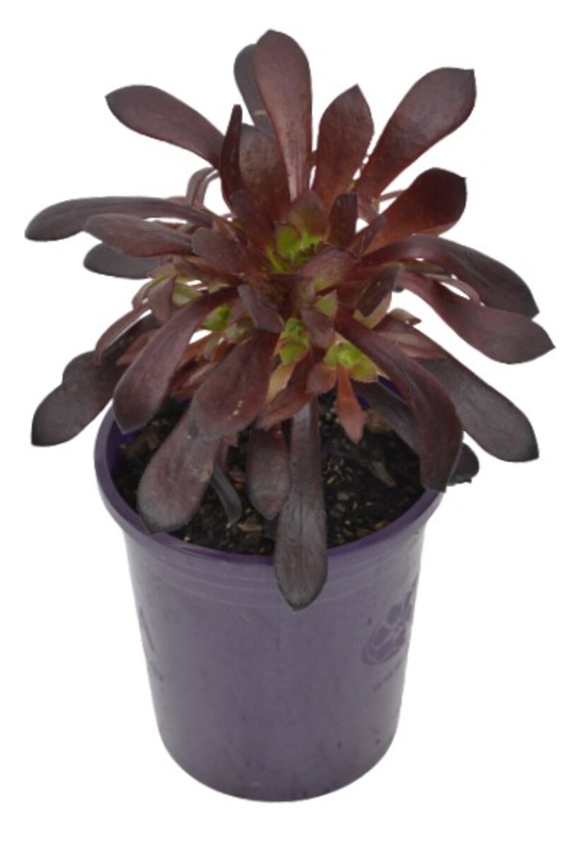 Aeonium - Du Rozzen 140mm Pot