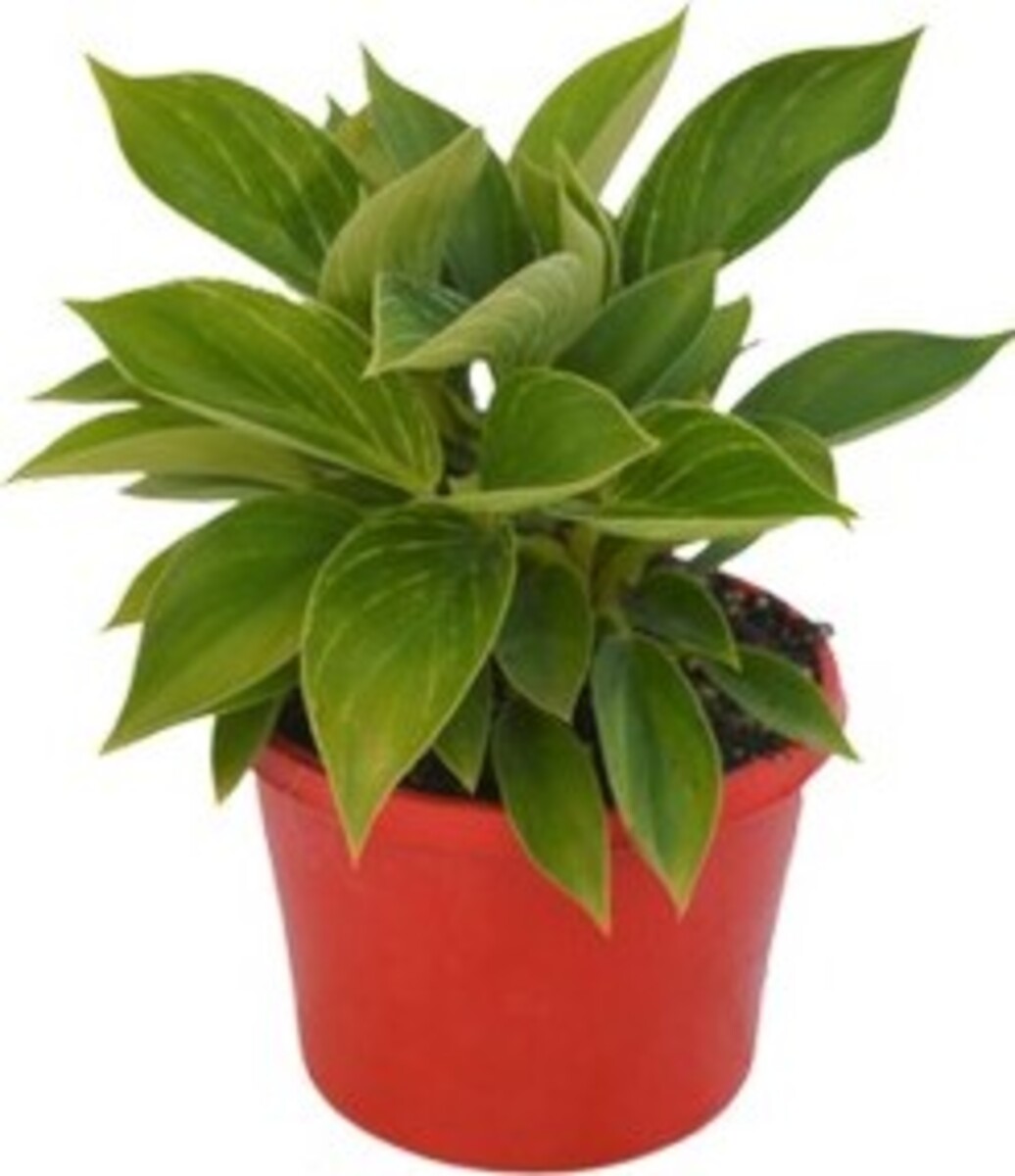 Philodendron - Birkin 200mm Pot (VN)