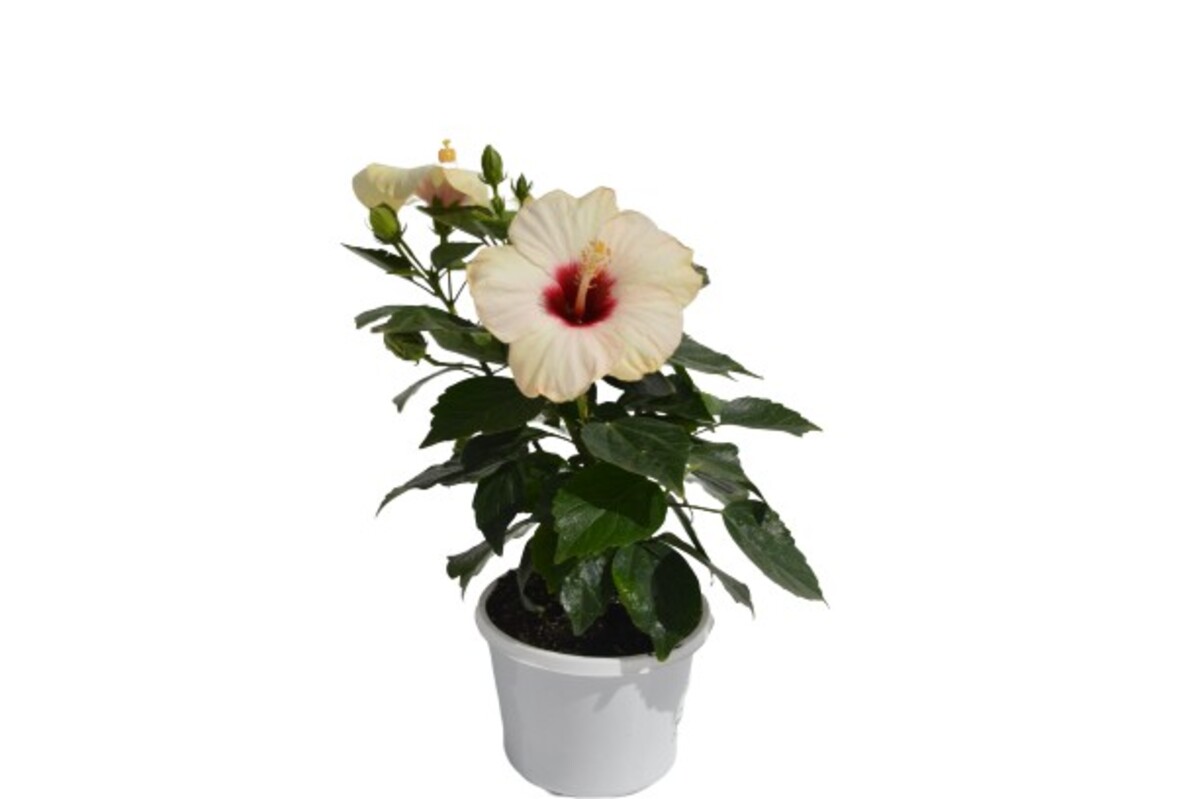 Hibiscus - Flamenco Adonicus White 150mm Pot (VN)