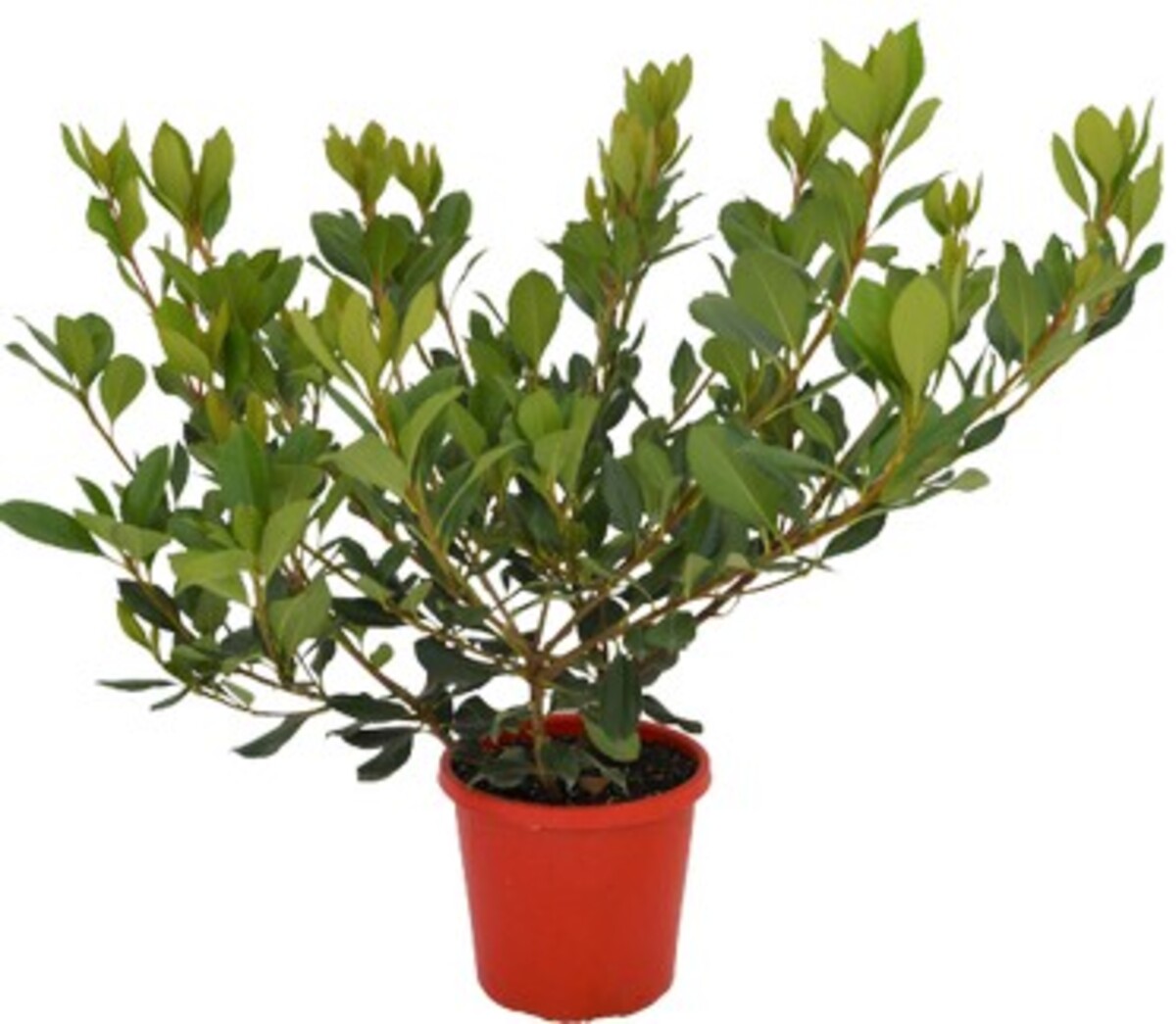 Rhaphiolepis - Intermedia 200mm Pot (VN)