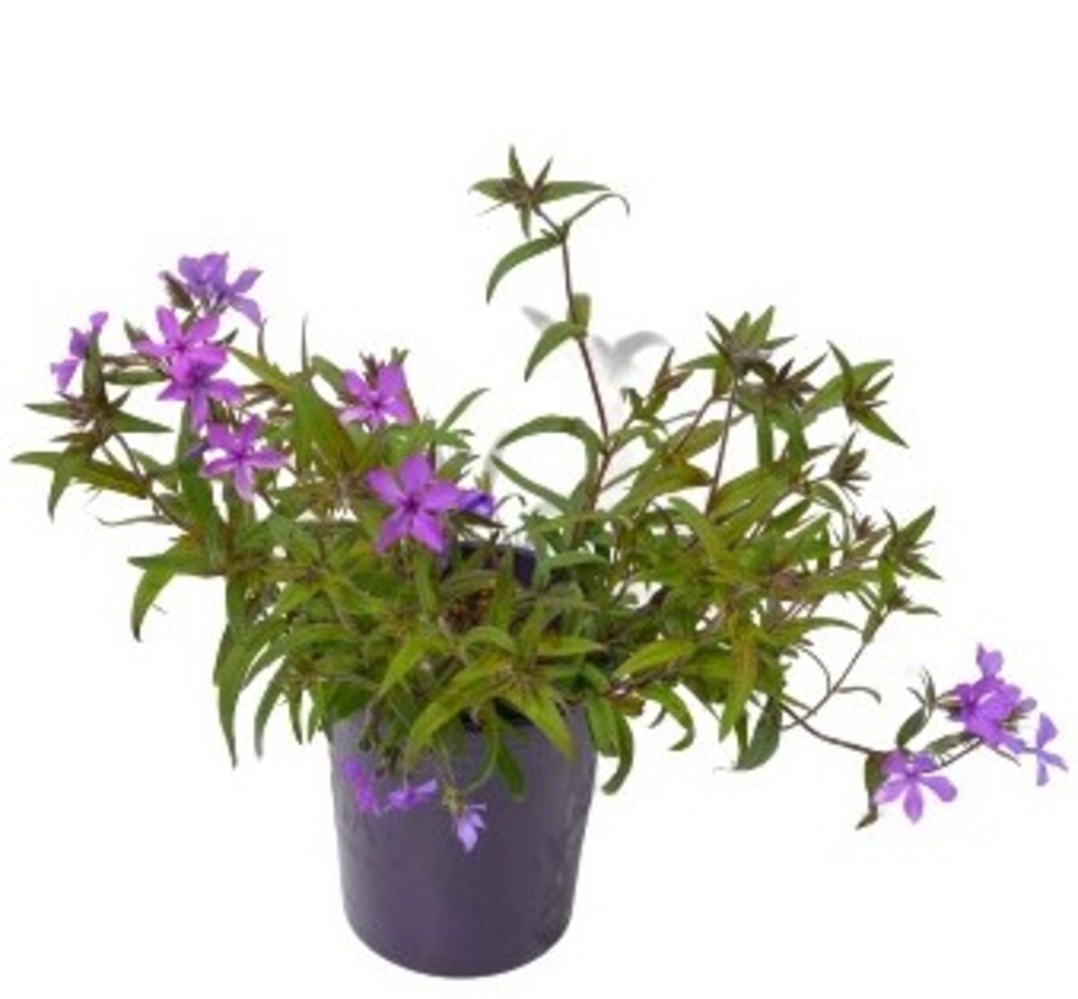 Phlox - Jagger 140mm Pot