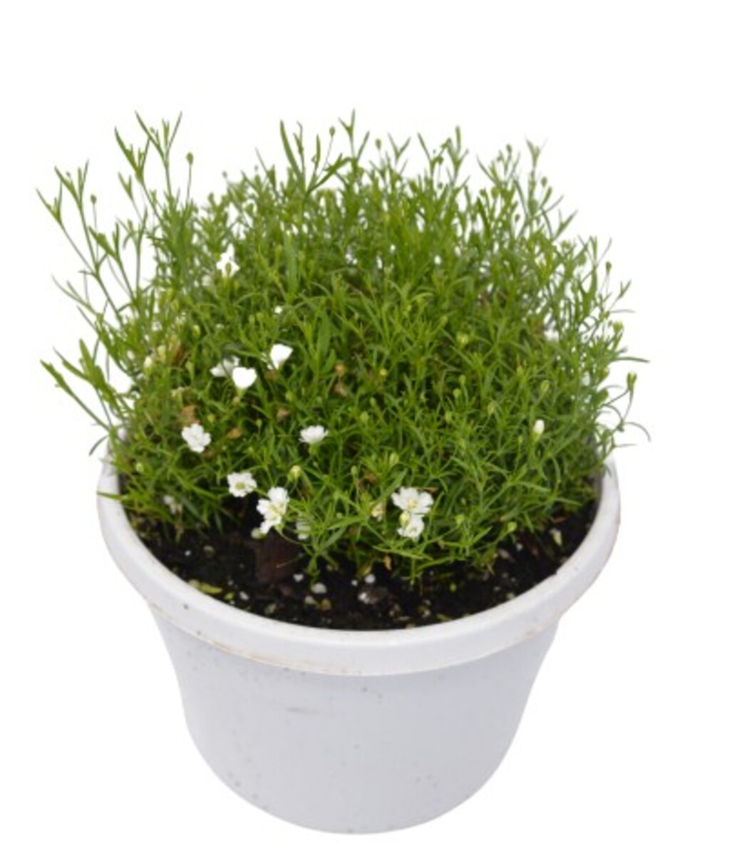 Gypsophila - Gypsy White 150mm Pot (VN)