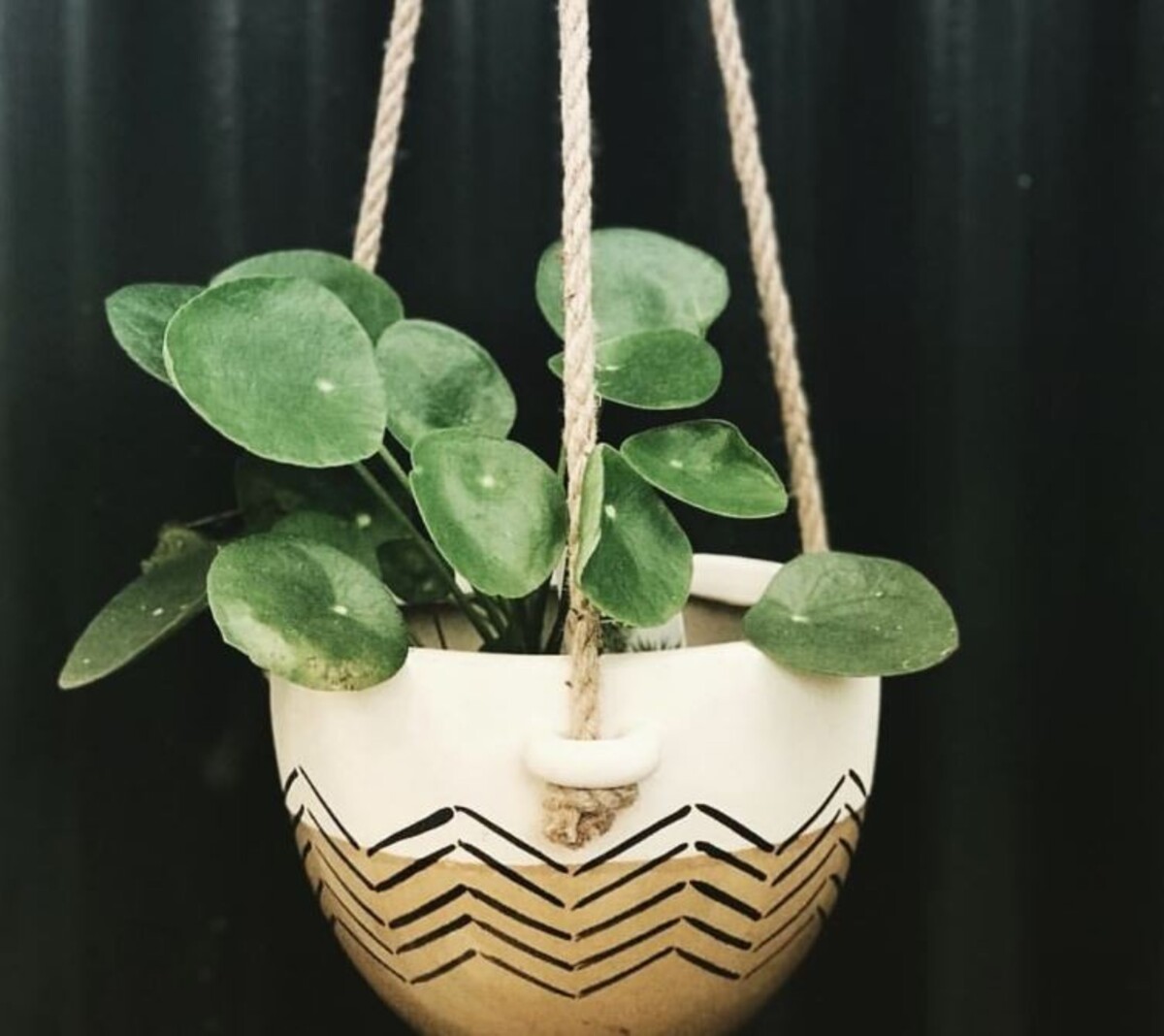 Pilea - Chinese Money Plant 150mm Pot (VN)