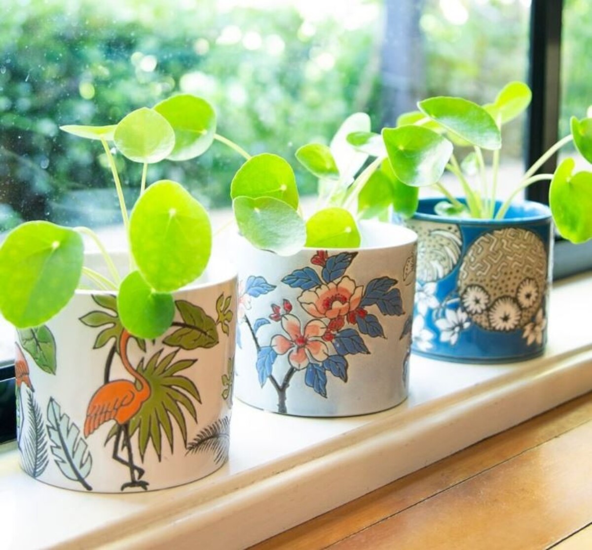 Pilea - Chinese Money Plant 150mm Pot (VN)