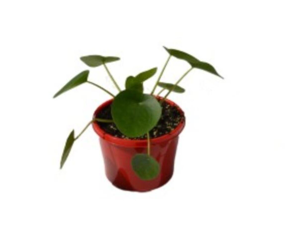 Pilea - Chinese Money Plant 150mm Pot (VN)