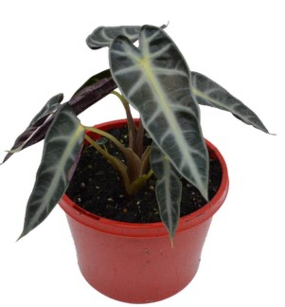 Alocasia - Bambino 150mm Pot (VN)
