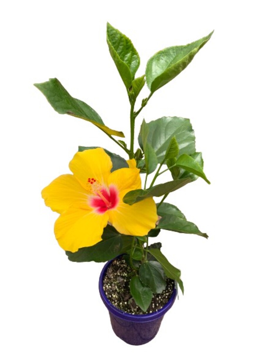 Hibiscus Rio Clara - Sunshine Yellow 150mm Pot (VN)