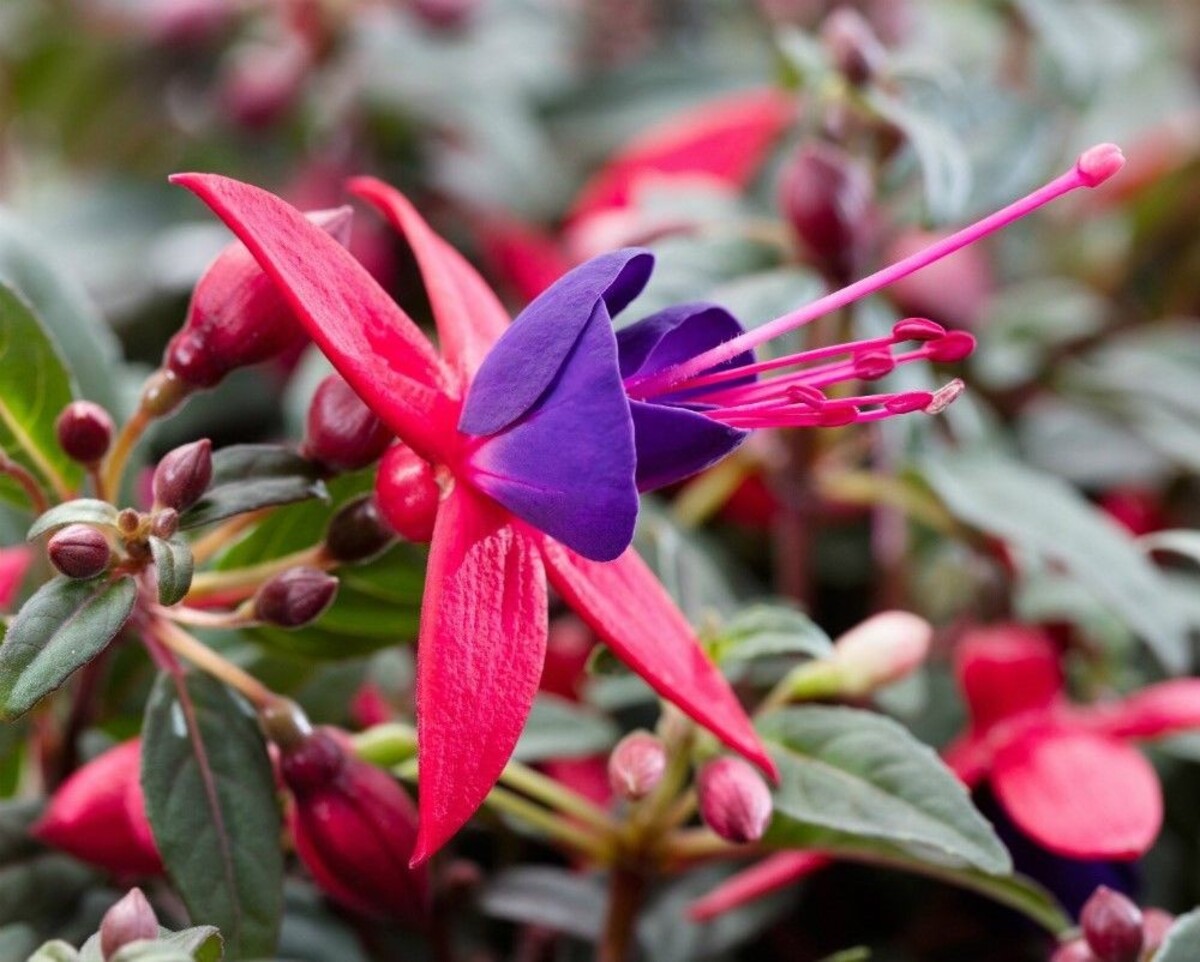 Fuchsia - Bella Sacha 150mm Pot (VN)