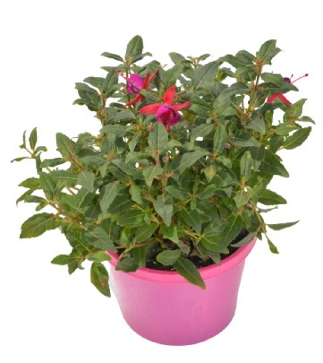 Fuchsia - Bella Sacha 150mm Pot (VN)