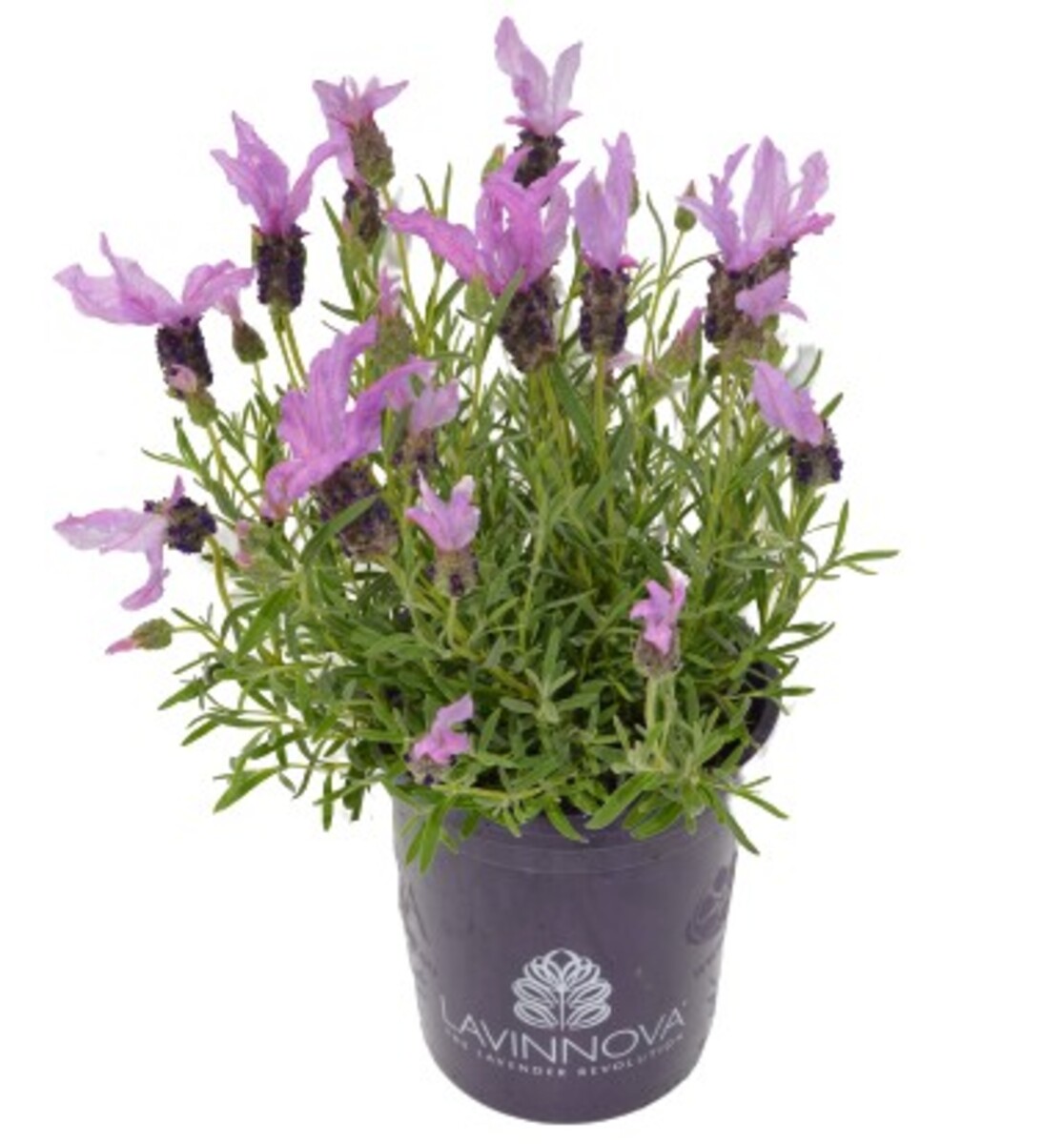 Lavender - The Queen 140mm Pot