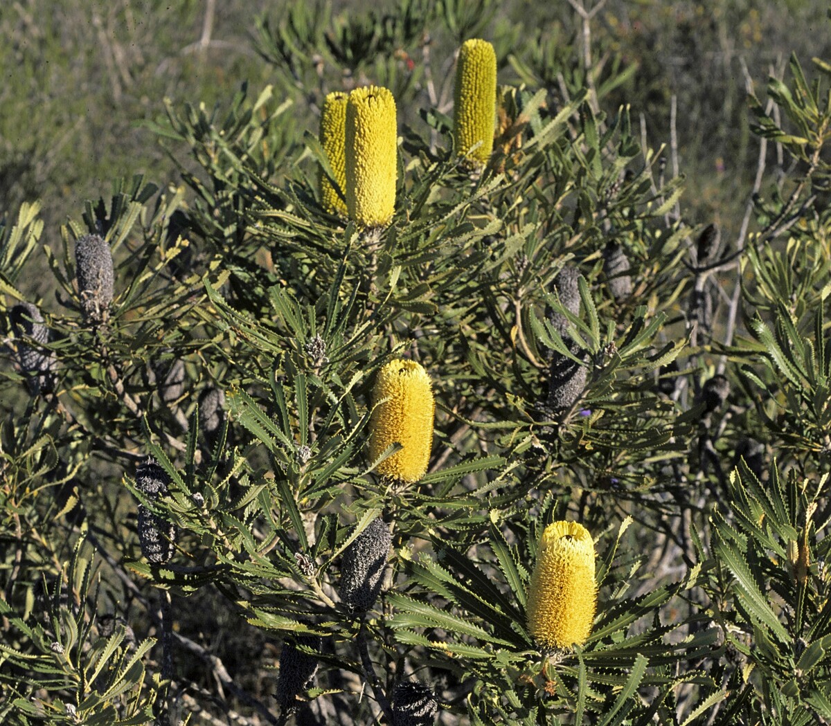 Banksia attentuata Dwarf 140mm