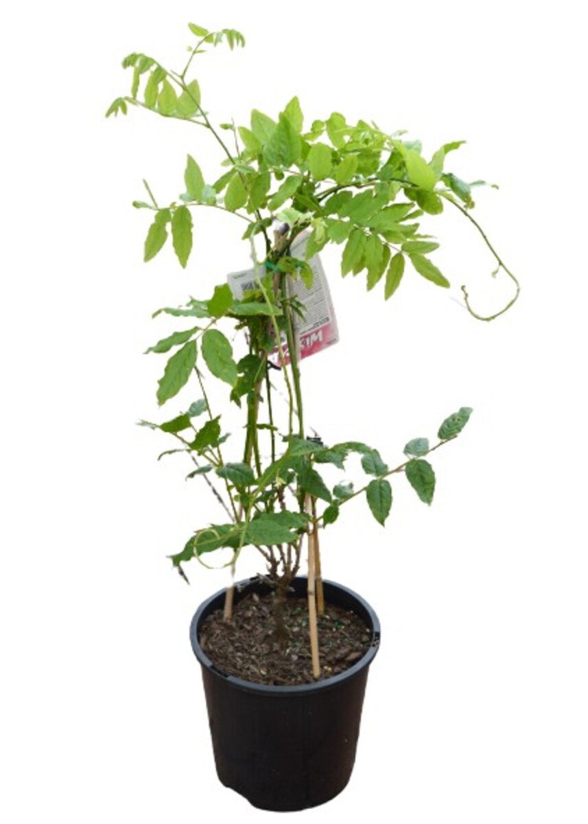 Wisteria - Pink Japanese 200mm Pot